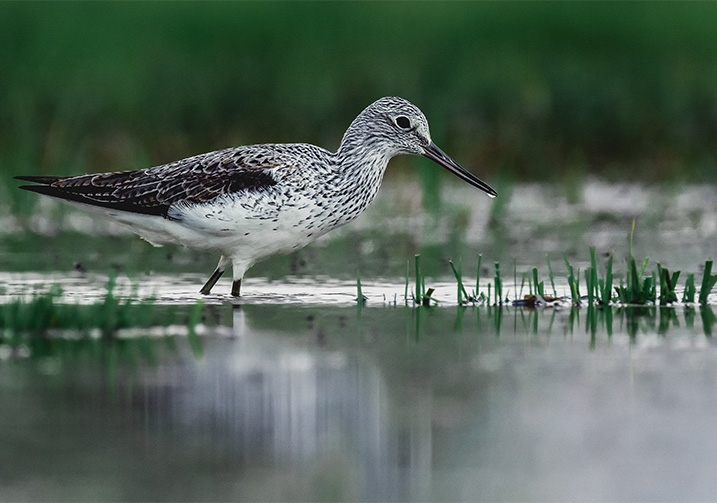 A common greenshank wading through shallow water