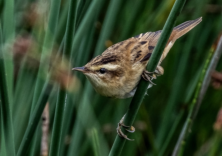 A sedge warbler perched in reeds